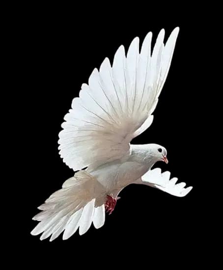 White dove flying